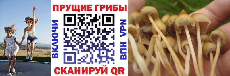 Галлюциногенные грибы прущие грибы  Северо-Курильск 